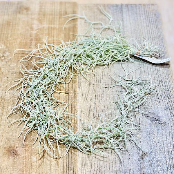 おしゃれ 観葉植物：チランジア ウスネオイデス 太葉（シックリーフ
