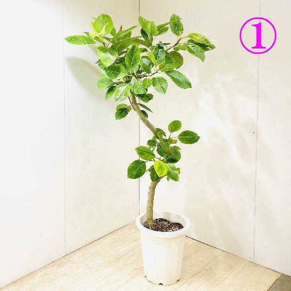 観葉植物 おしゃれ フィカス アルテシーマ アルティシーマ プラポット 現品 大型佐川急便配送 F4954v 遊恵盆栽 Yahoo 店 通販 Yahoo ショッピング
