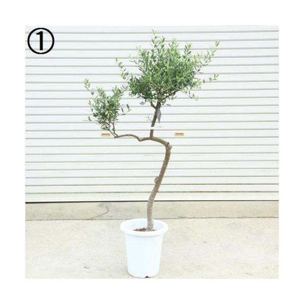 ［現品］☆おしゃれ☆ 63番　創樹　オリーブネバディロブランコ　オリーブの木 観葉植物 おりーぶ SOUJU（創樹）ブランド：オリーブの木*3号