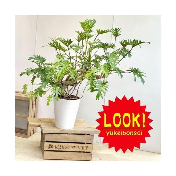 観葉植物 クッカバラ セラアート 大型ヤマト便配送 現品 Sale Blog Novasafra Com Br