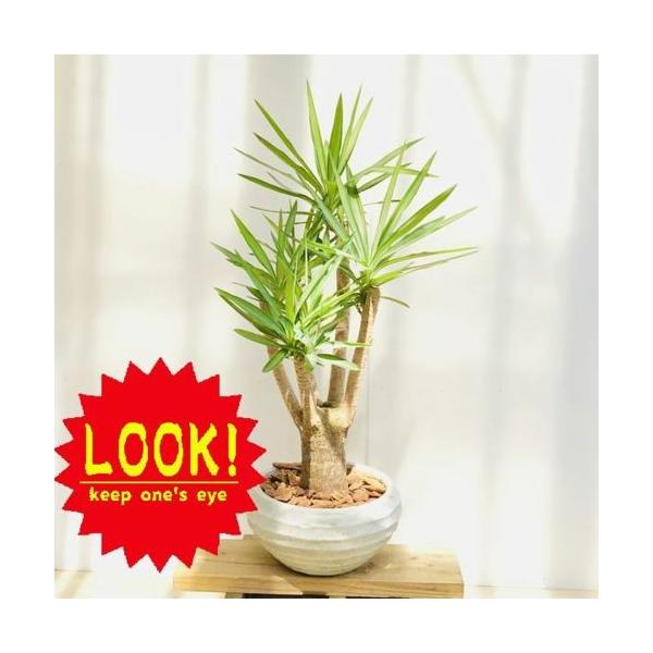 おしゃれ 観葉植物：斑入りユッカ エルミラ*リッドワイドW バーク