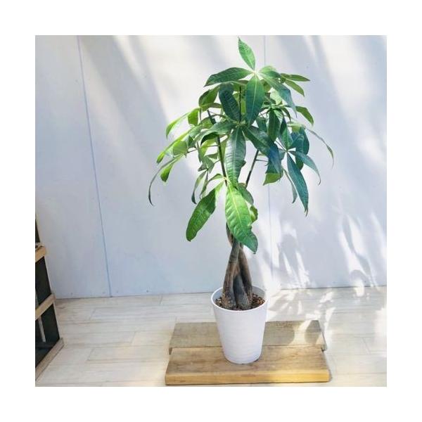 観葉植物 三つ編みパキラ セラアート 現品 大型ヤマト便 Oncampusart Co Uk