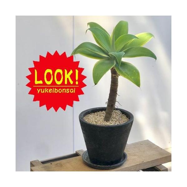 cuminさん専用です。アガベ 、アテナータ。観葉植物。鉢ごと無料で発送致します アガベ・アテナータ | ホワイト鉢セット - 観葉植物・多肉植物の