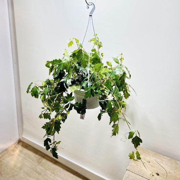 観葉植物：シッサス・エレンダニカ*5号 吊り鉢 : 遊恵盆栽 Yahoo!店