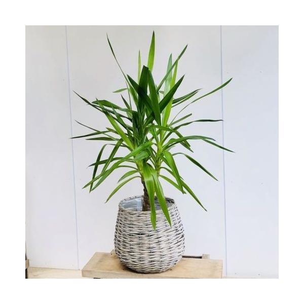 観葉植物：ユッカ 青年の木*天然素材ぽっこりバスケット付き 現品