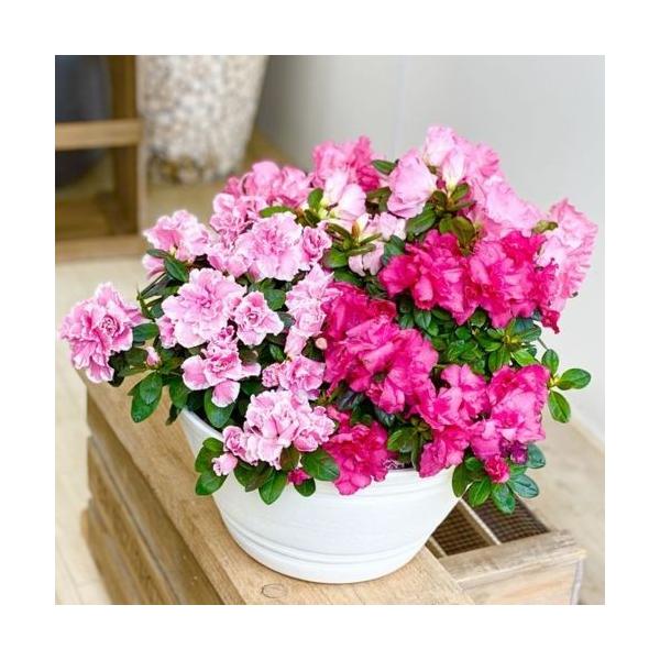 観葉植物 鉢花：アザレア寄せ植え*セラアート鉢 : 遊恵盆栽 Yahoo!店