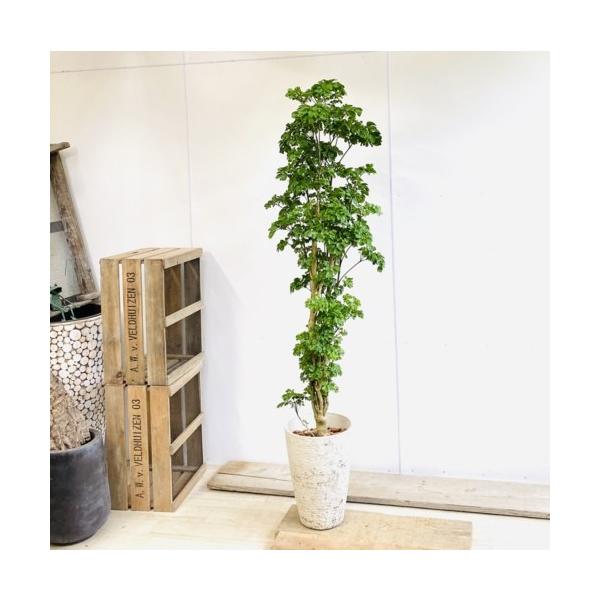 y-bonsai_f5172v