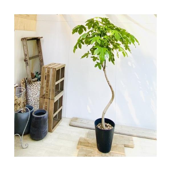 y-bonsai_f5175v