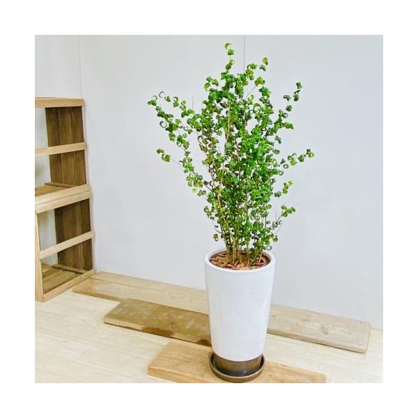 みみ　フィカス　ベンジャミン　バロック　陶器鉢　植え込み発送 ○数量限定○新作○”フィカス・ベンジャミンバロック 鉢/受け皿