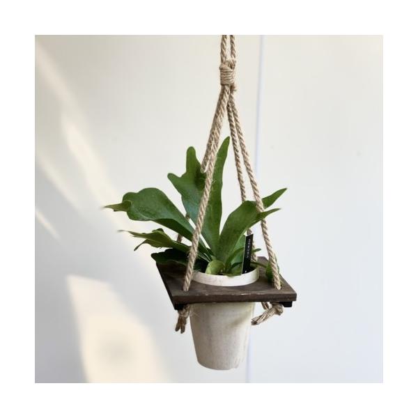 おしゃれ 観葉植物：コウモリラン ビカクシダ*麻ひもウッド吊り鉢