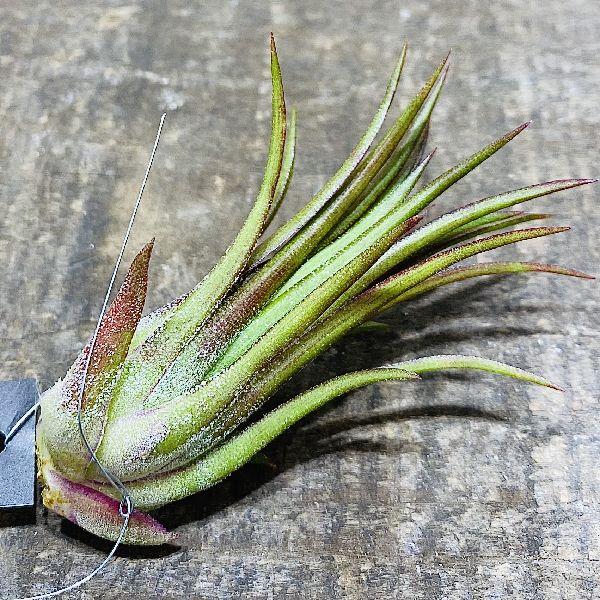 観葉植物 チランジア イオナンタ フエゴ F5212v 遊恵盆栽 Yahoo 店 通販 Yahoo ショッピング
