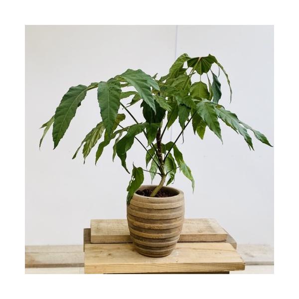 希少☆2 トラベシア トレベシア パルマータ 5号 観葉植物 レア