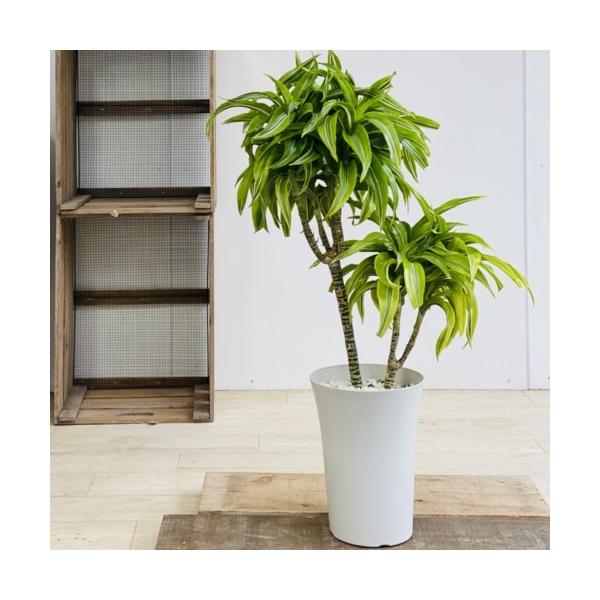 訳あり 観葉植物：ドラセナ レモンサンライズ*プラポット 現品 : 遊恵