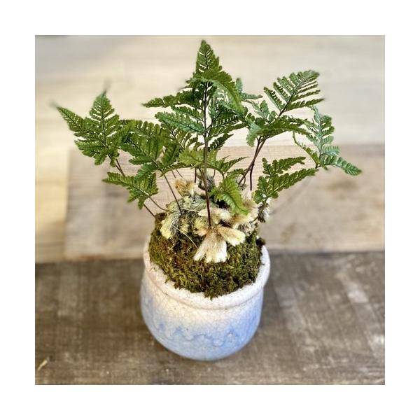 おしゃれ 観葉植物：トキワシノブ*鉢カバー 苔付き : 遊恵盆栽 Yahoo