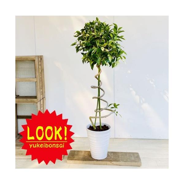 観葉植物：斑入りガジュマル*らせん仕立て 陶器鉢 大型ヤマト便 : 遊恵