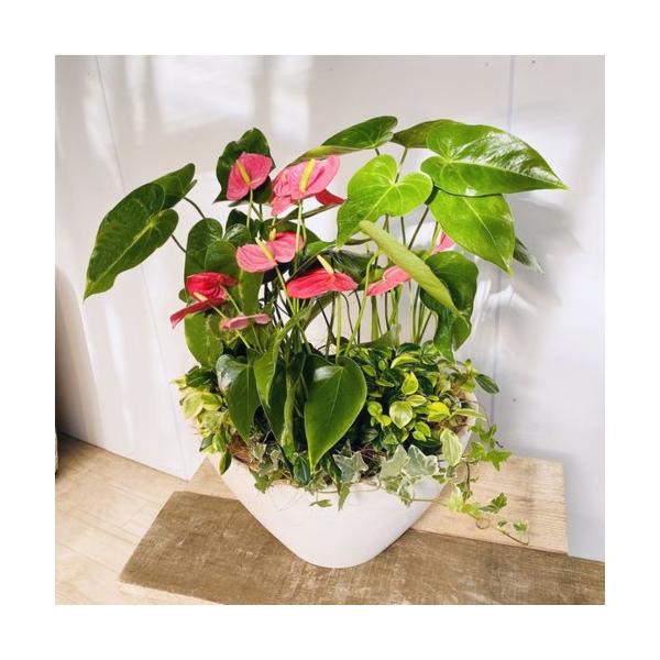 観葉植物：アンスリウム寄せ植え* : 遊恵盆栽 Yahoo!店 - 通販 - Yahoo