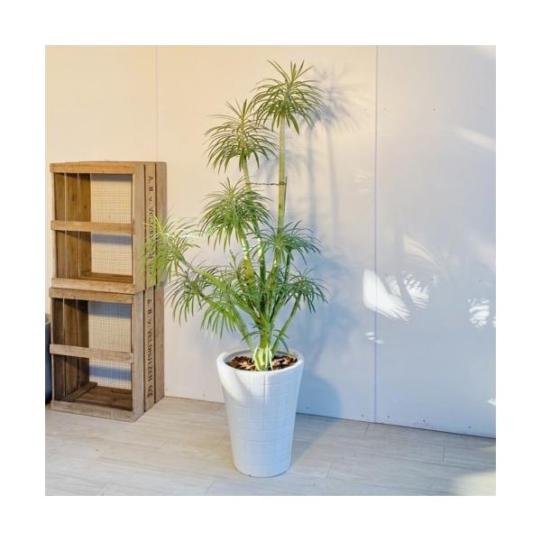 多肉植物・観葉植物：モンキーツリー*陶器鉢 現品 大型佐川急便
