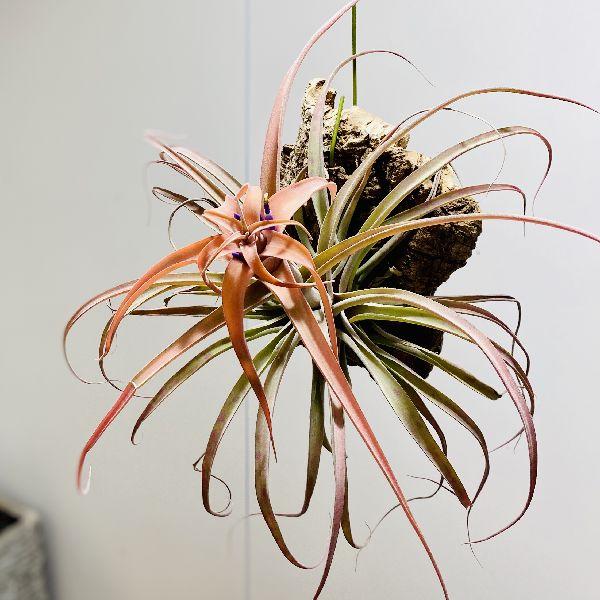 観葉植物 チランジア エアープランツ カピタータ ピーチ コルク付け 現品 F5311v 遊恵盆栽 Yahoo 店 通販 Yahoo ショッピング