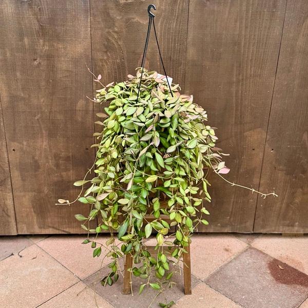 観葉植物 ホヤの人気商品 通販 価格比較 価格 Com