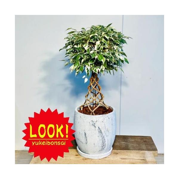 おしゃれ 観葉植物：編み込みベンジャミン ロキシーボウル鉢植え*受皿