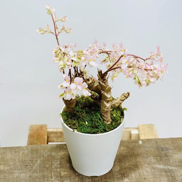 観葉植物 さくらベゴニア プラポット 桜ベゴニア サクラベゴニア F5351v 遊恵盆栽 Yahoo 店 通販 Yahoo ショッピング