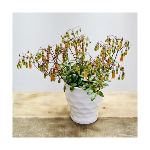 観葉植物 カランコエ テッサ 陶器鉢 受皿付 お花終わりました F5356v 遊恵盆栽 Yahoo 店 通販 Yahoo ショッピング