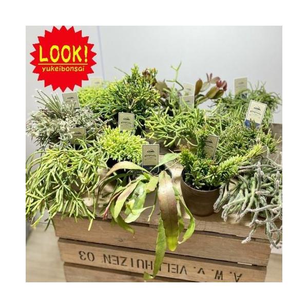おしゃれ 観葉植物：選べるリプサリス*各種 3号 プラポット