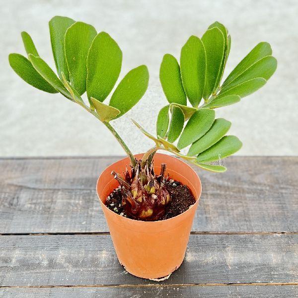おしゃれ 観葉植物 ザミア メキシコソテツ 4号 プラポット F5378v 遊恵盆栽 Yahoo 店 通販 Yahoo ショッピング