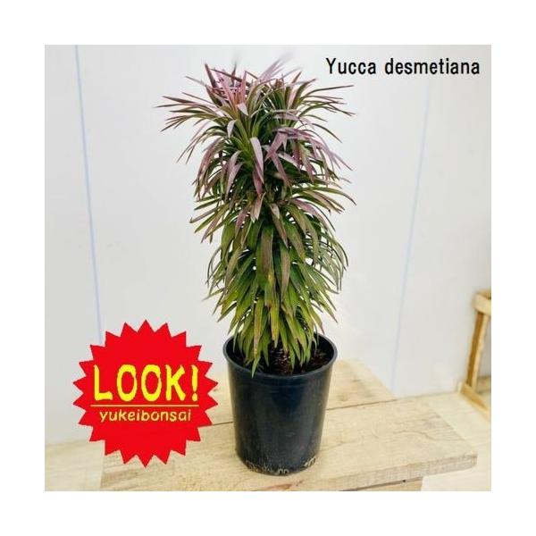 観葉植物 ユッカ デスメティアナ 現品 F5395v 遊恵盆栽 Yahoo 店 通販 Yahoo ショッピング