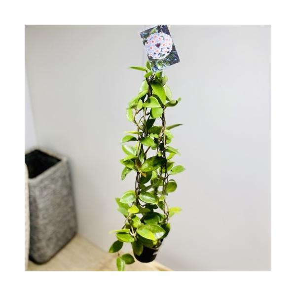 観葉植物：ホヤ各種*3.5号吊り鉢 : 遊恵盆栽 Yahoo!店 - 通販 - Yahoo