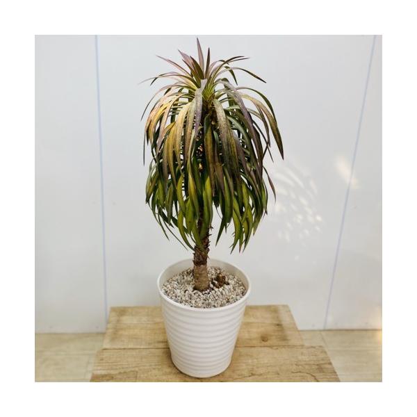 訳あり 観葉植物：ユッカ アロイフォリア 陶器鉢*現品 : 遊恵盆栽
