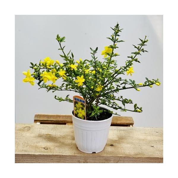 花苗 雲南黄梅 ウンナンオウバイ オウバイモドキ ウンナンソケイ 4 5号 F5406v 遊恵盆栽 Yahoo 店 通販 Yahoo ショッピング