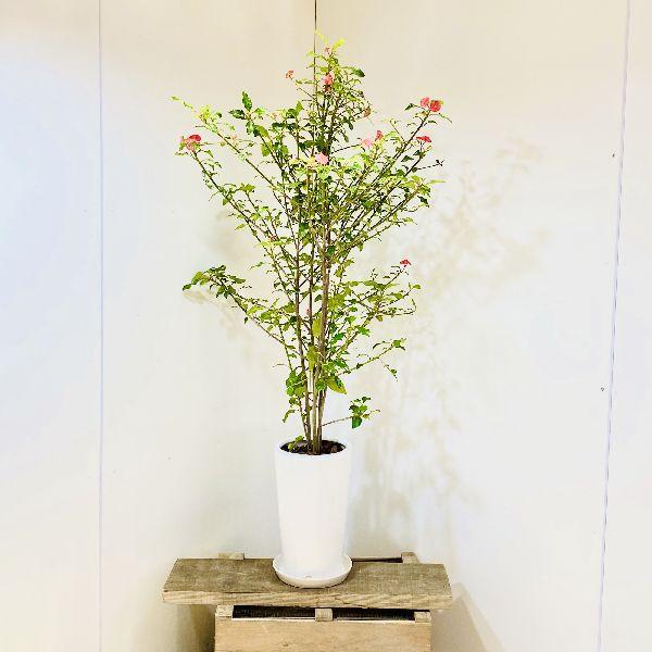 おしゃれ 観葉植物 ユーフォルビア トゲなしハナキリン 陶器鉢植え 受皿付 バークチップ 大型ヤマト便 F5409v 遊恵盆栽 Yahoo 店 通販 Yahoo ショッピング