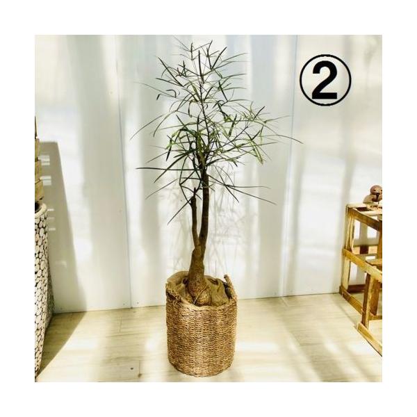 おしゃれ 観葉植物 ブラキキトン ボトルツリー シーグラスバスケット付き 大型佐川急便 現品 麻布飾り Www Sunnyfriend Com Tw