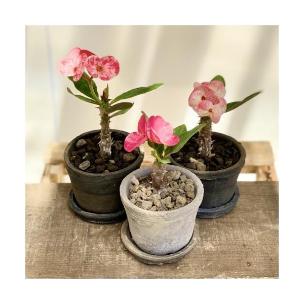 花色選べる 観葉植物 とげあり花キリン モスポット受皿付 ユーフォルビア 多肉植物 ハナキリン 花麒麟 F5437v 遊恵盆栽 Yahoo 店 通販 Yahoo ショッピング