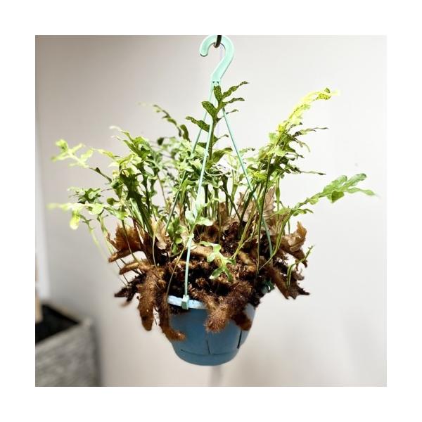 y-bonsai_f5444v