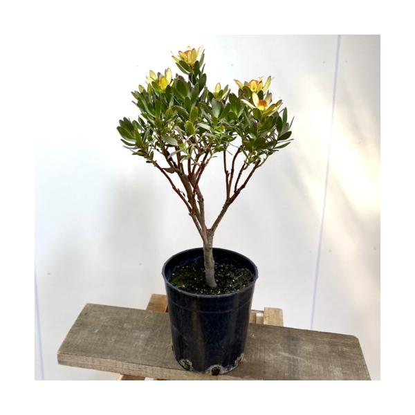 リューカデンドロングクラ　希少！1 han03642_r09.jpg