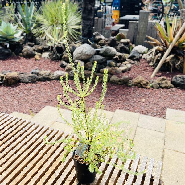 おしゃれ 希少品種 観葉植物：リューカデンドロン ゴールデン