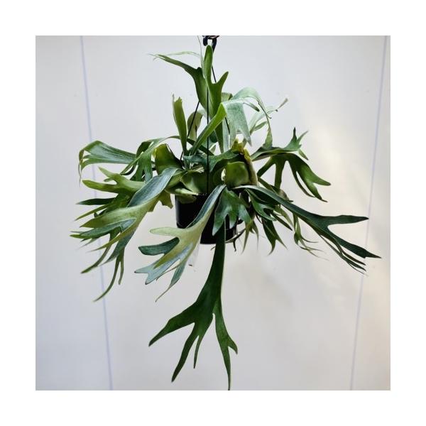 観葉植物：ビカクシダ コウモリラン ネザーランド*6号 吊り鉢 : 遊恵