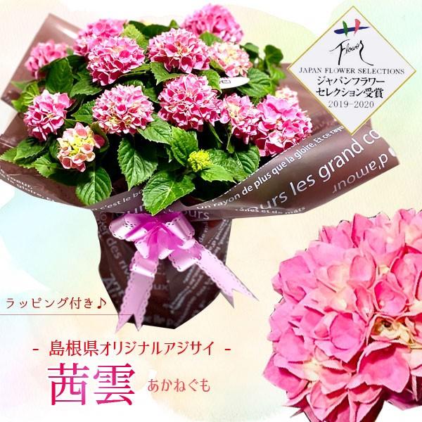 遅れてごめんね 母の日ギフト アジサイ 紫陽花 茜雲 あかねぐも ラッピング付プレゼント鉢植え 鉢花 あじさい F5461 遊恵盆栽 Yahoo 店 通販 Yahoo ショッピング