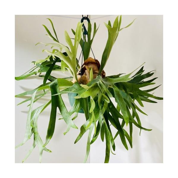 観葉植物：ビカクシダ コウモリラン ネザーランド*10号 吊り鉢