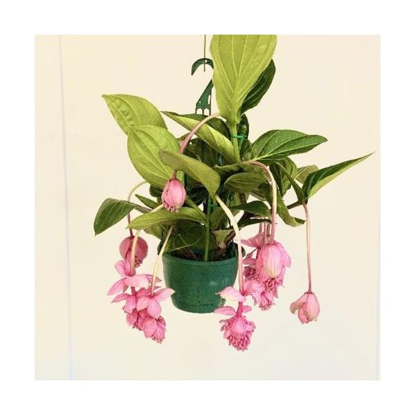 観葉植物：メディニラマグニフィカ *吊り鉢 : 遊恵盆栽 Yahoo!店