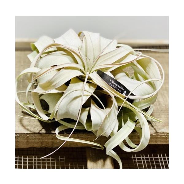 エアープランツ キセログラフィカR*の魅力と育て方ガイド