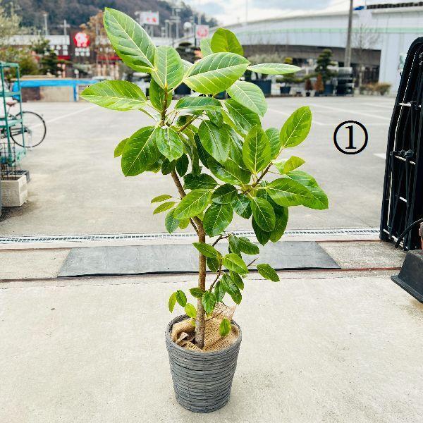 おしゃれ 観葉植物：フィカス アルテシーマ*カバー付き 麻布付き 大型