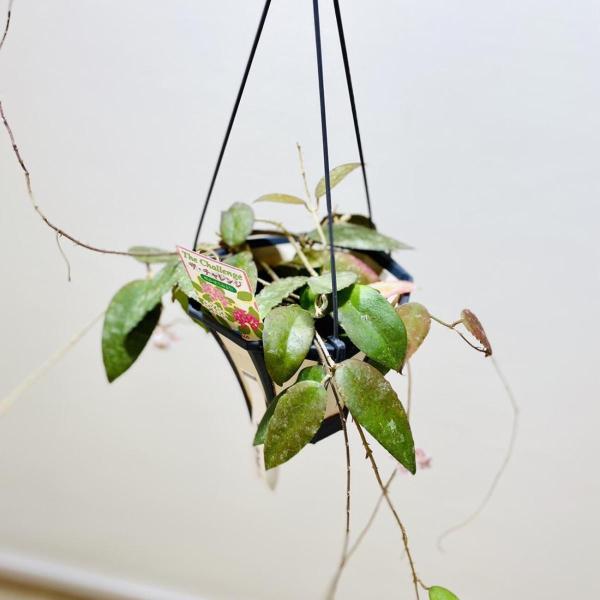 ホヤ　カウダータ ホヤ カウダータ スプラッシュ「Hoya caudata Splash」7/18-6AM2