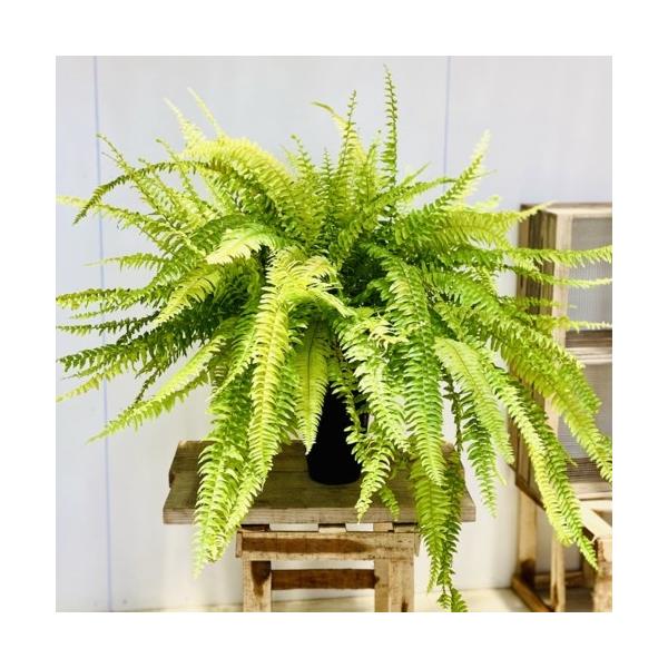 観葉植物：ネフロレピス ハッピーマーブル*6号 : 遊恵盆栽 Yahoo!店