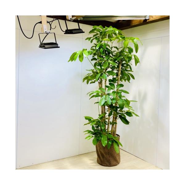 y-bonsai_f5541v
