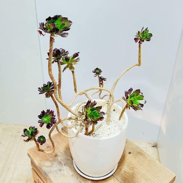 おしゃれ 観葉植物 多肉植物：アエオニウム 黒法師寄せ*陶器鉢 受皿付