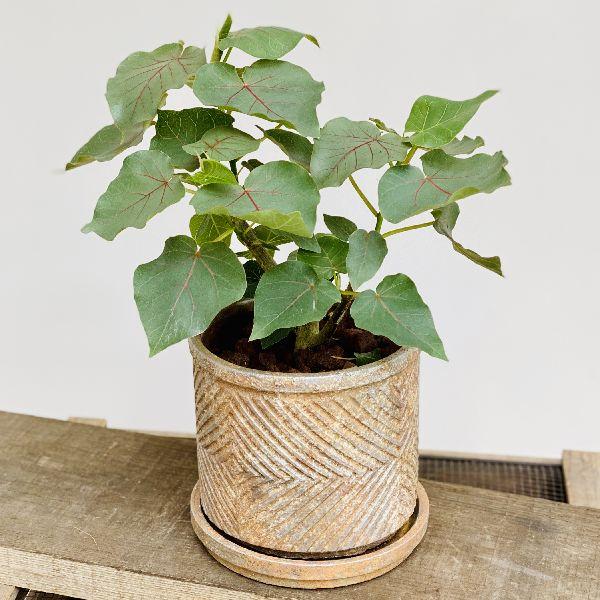 観葉植物 フィカス ペティオラリス 鉢植え 受皿付 F5555v 遊恵盆栽 Yahoo 店 通販 Yahoo ショッピング