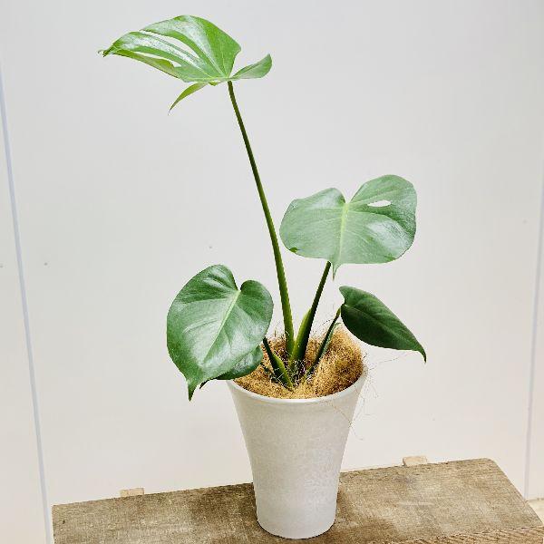 観葉植物 モンステラ プラポット ココヤシ F5556v 遊恵盆栽 Yahoo 店 通販 Yahoo ショッピング